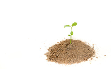 Young green plant isolated on a white background