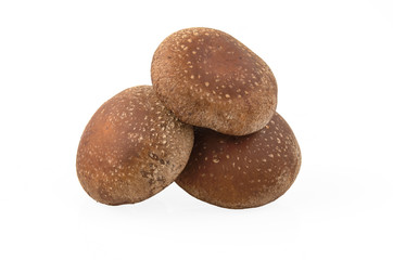 Shiitake mushroom on the White