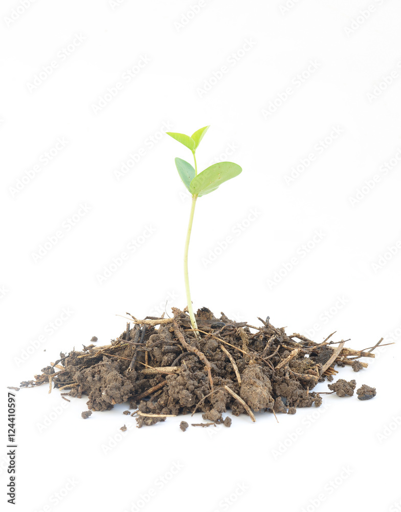 Wall mural young green plant isolated on a white background