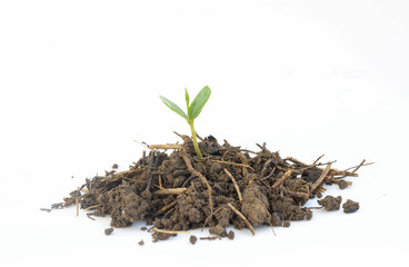 Young green plant isolated on a white background