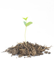 Young green plant isolated on a white background