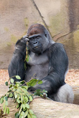 Adult male silverback gorilla eating and thinking
