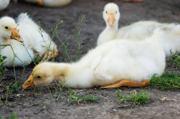 Goslings sitting on the ground