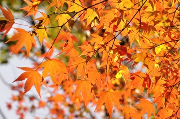 秋の紅葉