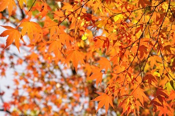 秋の紅葉