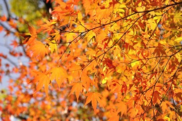 紅葉
