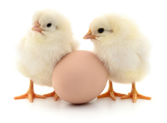 Two chickens and egg