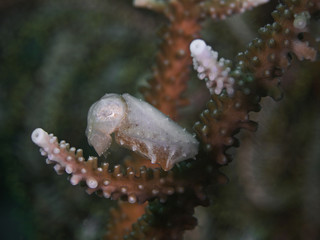 Juvenile Cuttlefish, Zwergsepia