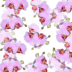 Beautiful floral background of purple orchids. Isolated 