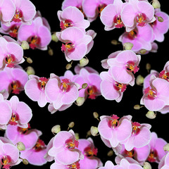 Fototapeta na wymiar Beautiful floral background of purple orchids. Isolated 