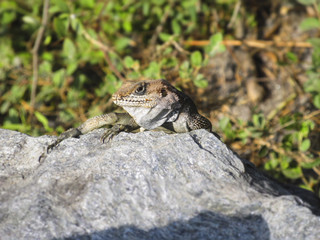 Sunbathing lizard
