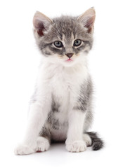 Kitten on white background.