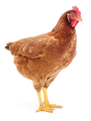 Brown hen isolated.