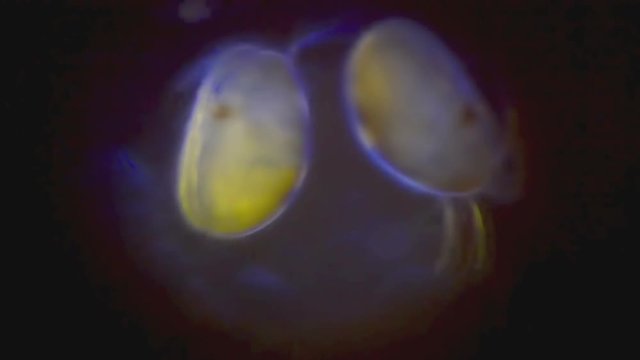 Plankton in Micro