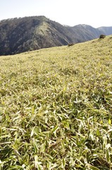 不動ノ峰より丹沢山