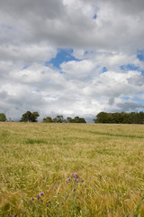Fototapeta premium Barley swaying in the breeze at Banchory, Aberdeenshire, Scotland