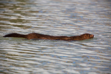 American mink