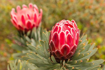 closeup of pink protea flower and bud 