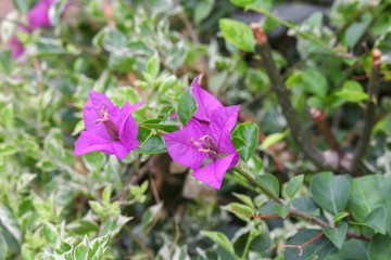 Bougainvillea flower,purple 