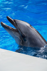 イルカのポートレート