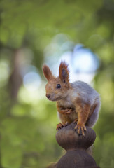 Fototapeta premium Seated beautiful fluffy squirrel.