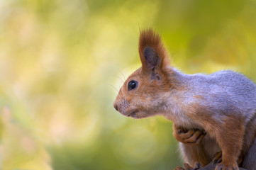 Seated beautiful fluffy squirrel.