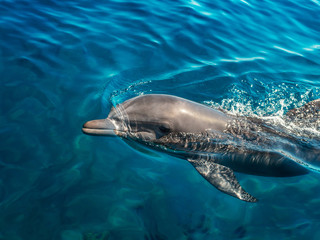 Dolphin in the clear sea water © IrinaGu