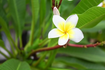 Desert Rose Tropical flower on a tree, or Impala Lily 