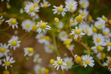 Wild chamomile flowers on a field on a sunny day.