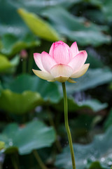 Fototapeta premium 蓮の花
