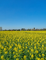 scenic view of a small village and yellow fields under clear blue sky