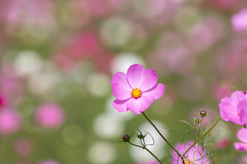 コスモスの花