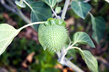 Fruit of Datura