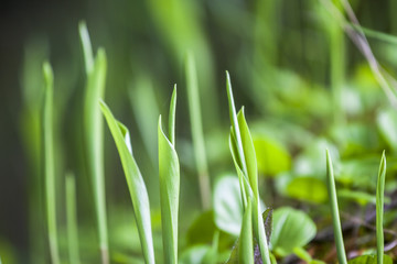 beautiful view spring green grass