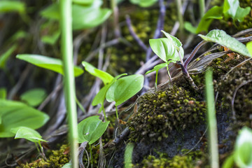 beautiful view spring green grass