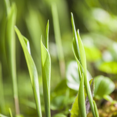 beautiful view spring green grass