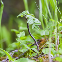 beautiful view spring green grass