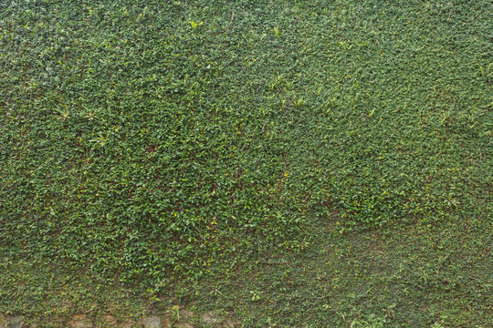 green leaf ivy plant covered stone fence wall background