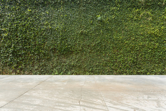 concrete floor and green leaf ivy plant covered stone fence wall