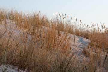beautiful view of the coastal dunes