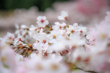桜の花
