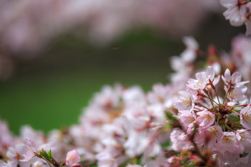 桜の花