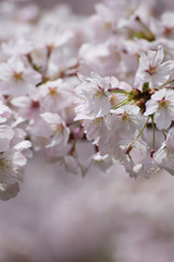 桜の花