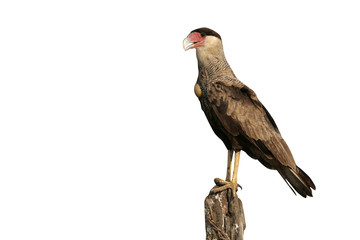 Crested caracara, Caracara cheriway