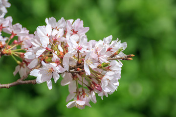 桜の花