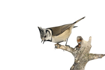 Crested tit, Parus cristatus © Erni