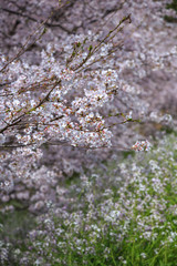 桜の花