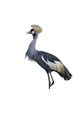 Fototapeta premium Crowned crane, Balearica pavonina