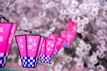 桜とランタン