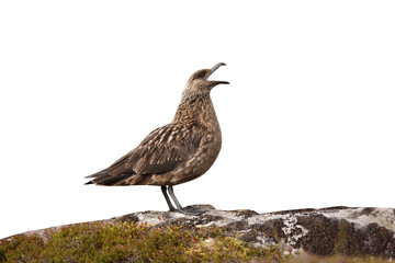 Great skua, Stercorarius skua,